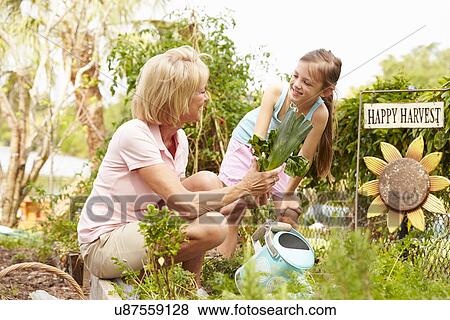Grandmother And Granddaughter Working On Allotment View Large Photo Image Stock Photo - Grandmother And Granddaughter Working On Allotment. Fotosearch