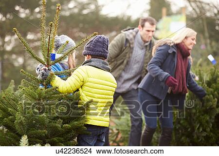 Outdoor Family Choosing Christmas Tree Together View Large Photo Image Picture - Outdoor Family Choosing Christmas Tree Together. Fotosearch