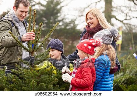 Outdoor Family Choosing Christmas Tree Together View Large Photo Image Picture - Outdoor Family Choosing Christmas Tree Together. Fotosearch