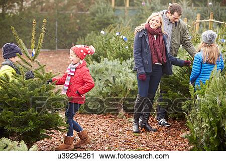 Stock Image - Outdoor Family Choosing Christmas Tree Together. Fotosearch