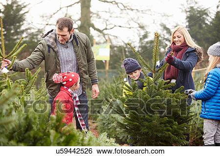 Outdoor Family Choosing Christmas Tree Together View Large Photo Image Stock Photograph - Outdoor Family Choosing Christmas Tree Together. Fotosearch