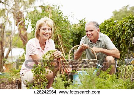 Senior Couple Working On Allotment Together View Large Photo Image Picture - Senior Couple Working On Allotment Together. Fotosearch