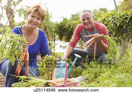 Senior Couple Working On Allotment Together View Large Photo Image Stock Photograph - Senior Couple Working On Allotment Together. Fotosearch
