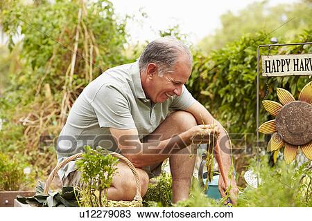 Senior Man Working On Allotment View Large Photo Image Stock Image - Senior Man Working On Allotment. Fotosearch