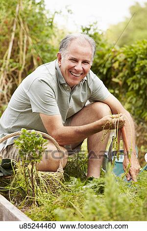 Stock Image - Senior Man Working On Allotment. Fotosearch