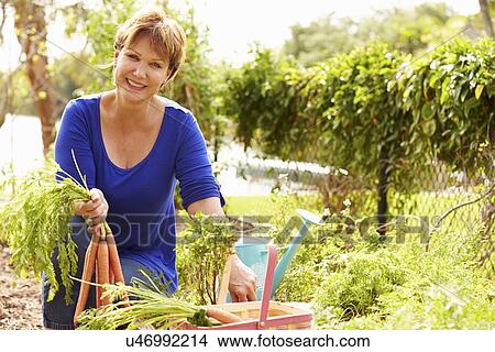 Senior Woman Working On Allotment And Picking Carrots View Large Photo Image Picture - Senior Woman Working On Allotment And Picking Carrots. Fotosearch