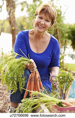 Stock Photograph - Senior Woman Working On Allotment And Picking Carrots. Fotosearch