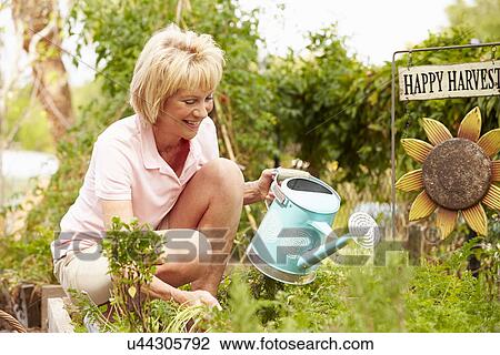 Senior Woman Working On Allotment View Large Photo Image Stock Image - Senior Woman Working On Allotment. Fotosearch