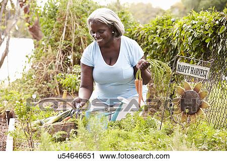 Senior Woman Working On Allotment View Large Photo Image Stock Image - Senior Woman Working On Allotment. Fotosearch