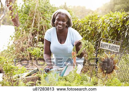 Senior Woman Working On Allotment View Large Photo Image Stock Image - Senior Woman Working On Allotment. Fotosearch