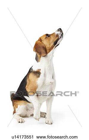 Studio Portrait Of Beagle Dog Against White Background View Large Photo Image Stock Image - Studio Portrait Of Beagle Dog Against White Background. Fotosearch