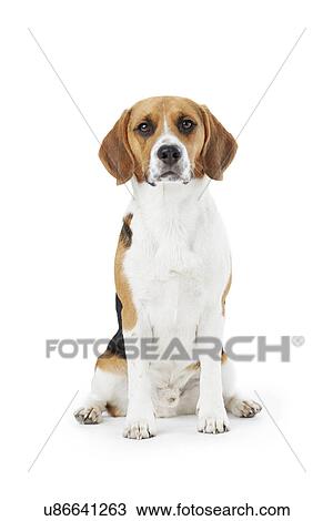 Studio Portrait Of Beagle Dog Against White Background View Large Photo Image Stock Image - Studio Portrait Of Beagle Dog Against White Background. Fotosearch