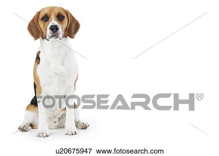 Studio Portrait Of Beagle Dog Against White Background View Large Photo Image Stock Photo - Studio Portrait Of Beagle Dog Against White Background. Fotosearch