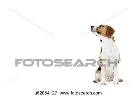 Studio Portrait Of Beagle Dog Against White Background View Large Photo Image Stock Photo - Studio Portrait Of Beagle Dog Against White Background. Fotosearch
