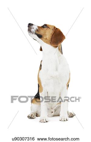 Studio Portrait Of Beagle Dog Against White Background View Large Photo Image Stock Photograph - Studio Portrait Of Beagle Dog Against White Background. Fotosearch