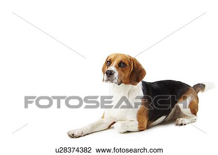 Stock Image - Studio Portrait Of Beagle Lying Dog Against White Background. Fotosearch
