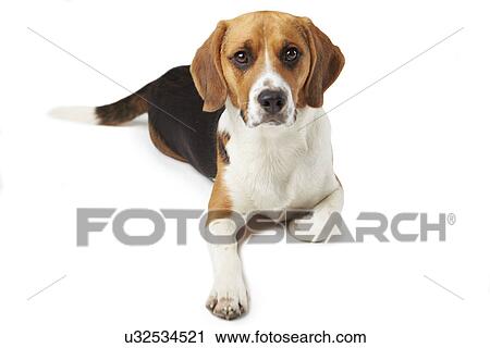 Studio Portrait Of Beagle Lying Dog Against White Background View Large Photo Image Stock Image - Studio Portrait Of Beagle Lying Dog Against White Background. Fotosearch