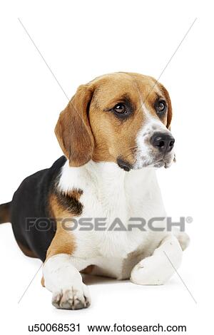 Studio Portrait Of Beagle Lying Dog Against White Background View Large Photo Image Stock Image - Studio Portrait Of Beagle Lying Dog Against White Background. Fotosearch
