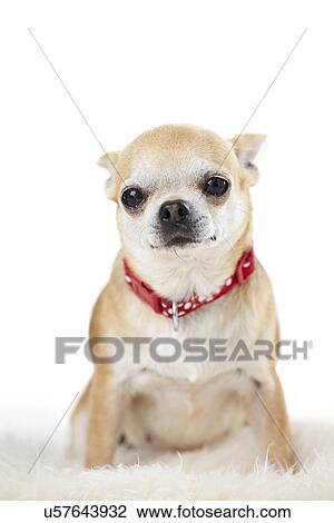 Studio Portrait Of Chihuahua Dog Against White Background View Large Photo Image Stock Image - Studio Portrait Of Chihuahua Dog Against White Background. Fotosearch