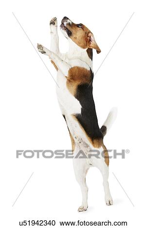 Studio Shot Of Beagle Dog Jumping Against White Background View Large Photo Image Stock Image - Studio Shot Of Beagle Dog Jumping Against White Background. Fotosearch