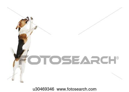 Studio Shot Of Beagle Dog Jumping Against White Background View Large Photo Image Stock Photograph - Studio Shot Of Beagle Dog Jumping Against White Background. Fotosearch