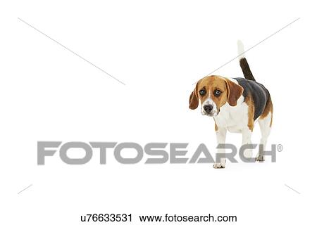Studio Shot Of Beagle Dog Walking Against White Background View Large Photo Image Stock Image - Studio Shot Of Beagle Dog Walking Against White Background. Fotosearch