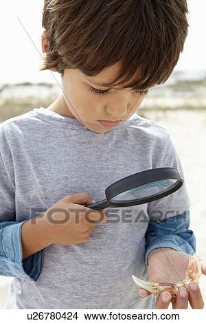 Picture - Young boy examining seashell. Fotosearch