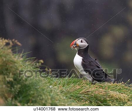 Stock Photo - A mouthful. Fotosearch