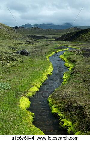Picture - Has to be green to be believed. Fotosearch