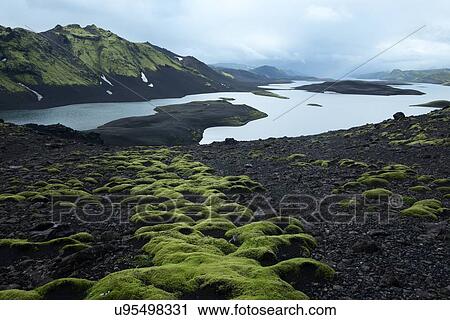 Stock Image - Has to be green to be believed. Fotosearch