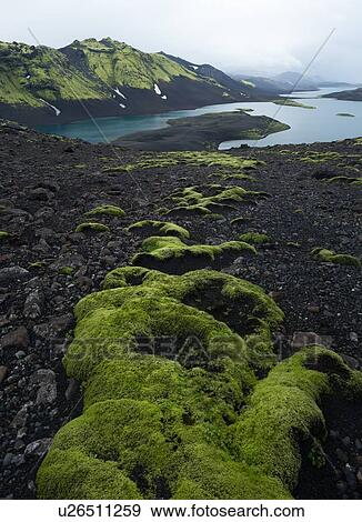 Stock Photo - Has to be green to be believed. Fotosearch