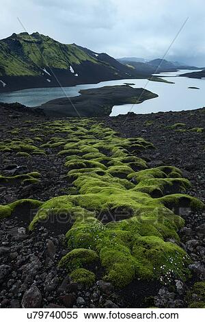 Stock Photography - Has to be green to be believed. Fotosearch