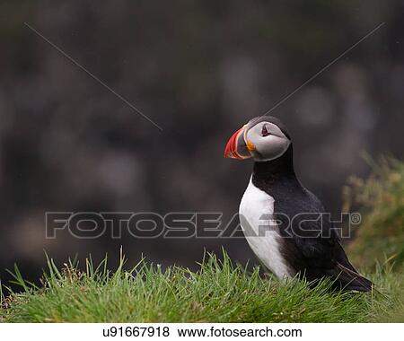 Stock Photo - Just thinking. Fotosearch