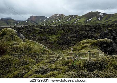 Lava fields of Iceland View Large Photo Image Stock Image - Lava fields of Iceland. Fotosearch