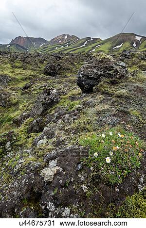 Lava fields of Iceland View Large Photo Image Stock Image - Lava fields of Iceland. Fotosearch