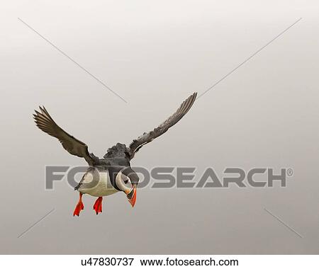 Stock Photo - Puffin hovering in the wind. Fotosearch