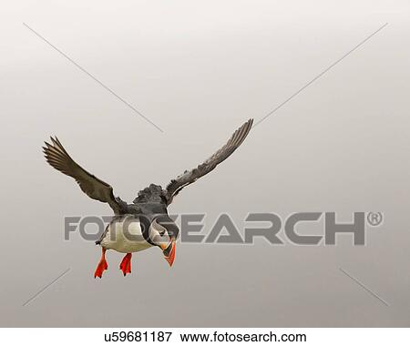 Puffin hovering in the wind View Large Photo Image Stock Photo - Puffin hovering in the wind. Fotosearch