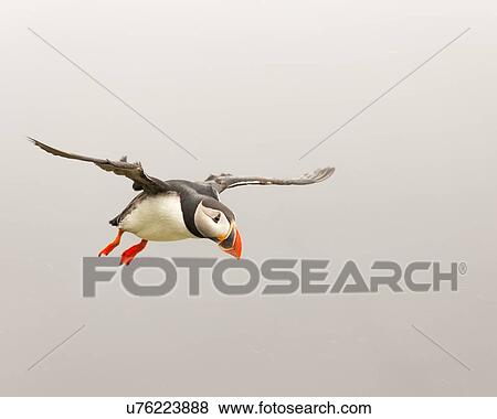 Stock Photo - Puffin hovering in the wind. Fotosearch