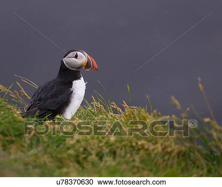 Puffin View Large Photo Image Stock Image - Puffin. Fotosearch