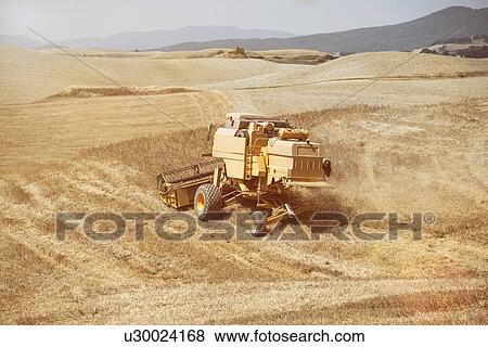 حصادة حصاد حقل القمح Siena إيطاليا ألبوم الصور U30024168 Fotosearch