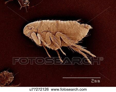 Stock Photograph - A flea, Siphonaptera SEM. Fotosearch