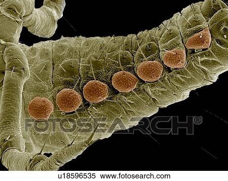 Abdomen of Ladybug larva, Coccinellidae SEM View Large Photo Image Stock Photography - Abdomen of Ladybug larva, Coccinellidae SEM. Fotosearch