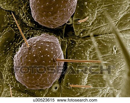 Stock Photography - Abdomen of ladybug larva, Coccinellidae SEM. Fotosearch