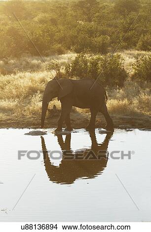 Picture - African elephant drinking at waterhole, Etosha National Park, Namibia. Fotosearch