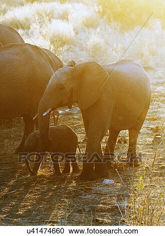 African elephants at waterhole, Etosha National Park, Namibia View Large Photo Image Stock Image - African elephants at waterhole, Etosha National Park, Namibia. Fotosearch