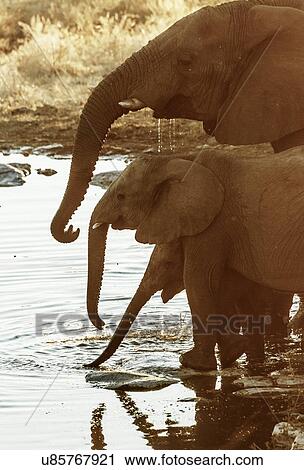 African elephants drinking at waterhole, Etosha National Park, Namibia View Large Photo Image Stock Image - African elephants drinking at waterhole, Etosha National Park, Namibia. Fotosearch