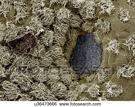 Algae on head of Salamander larva SEM View Large Photo Image Stock Photograph - Algae on head of Salamander larva SEM. Fotosearch