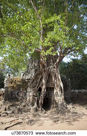 Ancient temple entrance covered by big tree root, Siem Reap, Cambodia View Large Photo Image Stock Image - Ancient temple entrance covered by big tree root, Siem Reap, Cambodia. Fotosearch