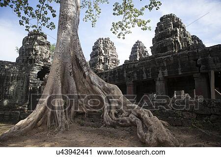 Ancient temple with big tree root, Siem Reap, Cambodia View Large Photo Image Stock Image - Ancient temple with big tree root, Siem Reap, Cambodia. Fotosearch