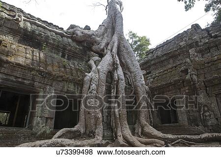 Ancient temple with big tree root, Siem Reap, Cambodia View Large Photo Image Stock Photo - Ancient temple with big tree root, Siem Reap, Cambodia. Fotosearch